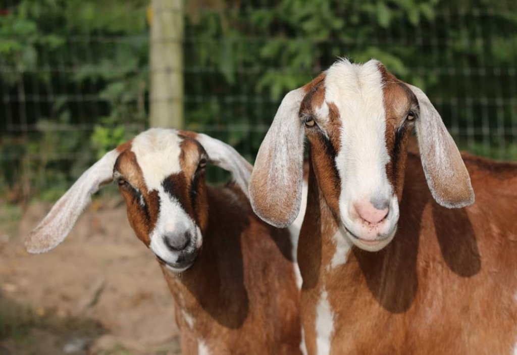 Serenity Farm